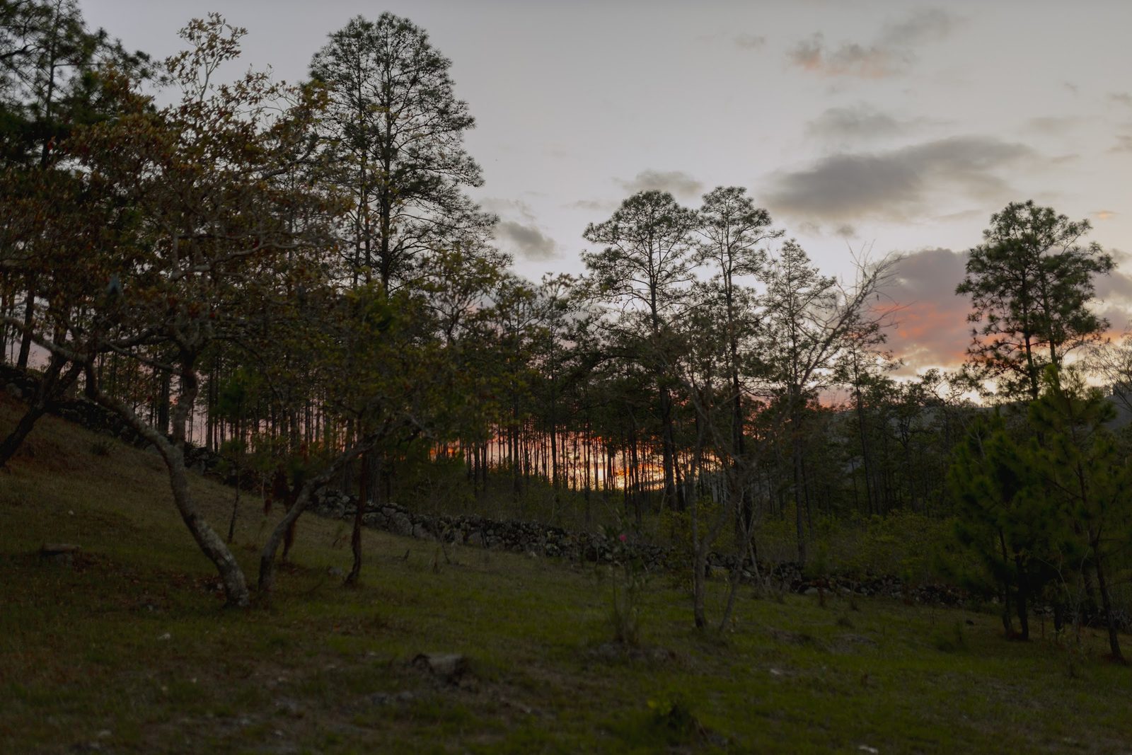 El terreno al atardecer, con los pinos contra el cielo rosado